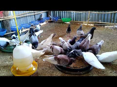 Video MÔ hình chuồng nuôi chim bồ câu pháp quần thể đơn giản... - youtube