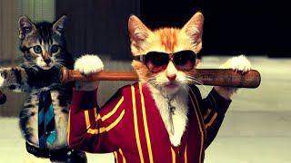 Funny Cat Thug Life Compilation October 2021