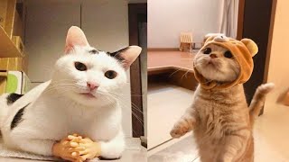 Funniest Cats | Don't try to hold back Laughter | Cutest Lands Part 81 by Cutest Lands 3,274 views 1 year ago 4 minutes, 57 seconds