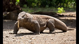 CIRCULACIÓN EN ANIMALES II - CIRCULACION EN VERTEBRADOS - PECES - ANFIBIOS- AVES- REPTÌLES-MAMÌFEROS