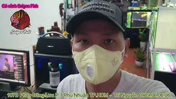 Tổng hợp các dòng cá la hán kamfa đẹp,cá rồng đẹp best giá tại cửa hàng cá cảnh saigon fish