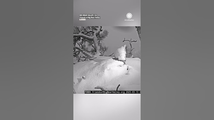 Eagles Bravely Protect Eaglets as Nest Rocked by Snow, Wind