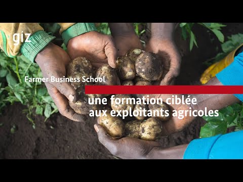 Vidéo: Pomme De Terre 