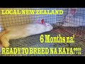 6 months old local new zealand rabbit