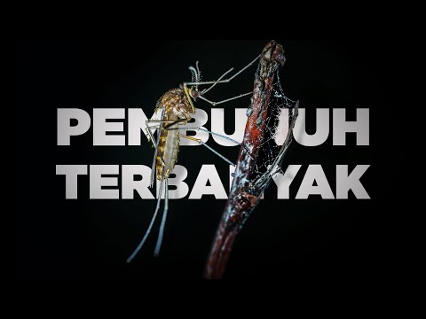 Video: Apakah ekosistem akan terpengaruh tanpa nyamuk?