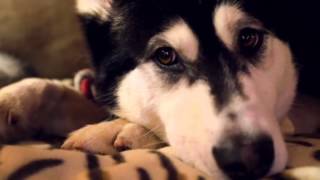 RSPCA Video - The Dog Rescuers: series 2, episode 1