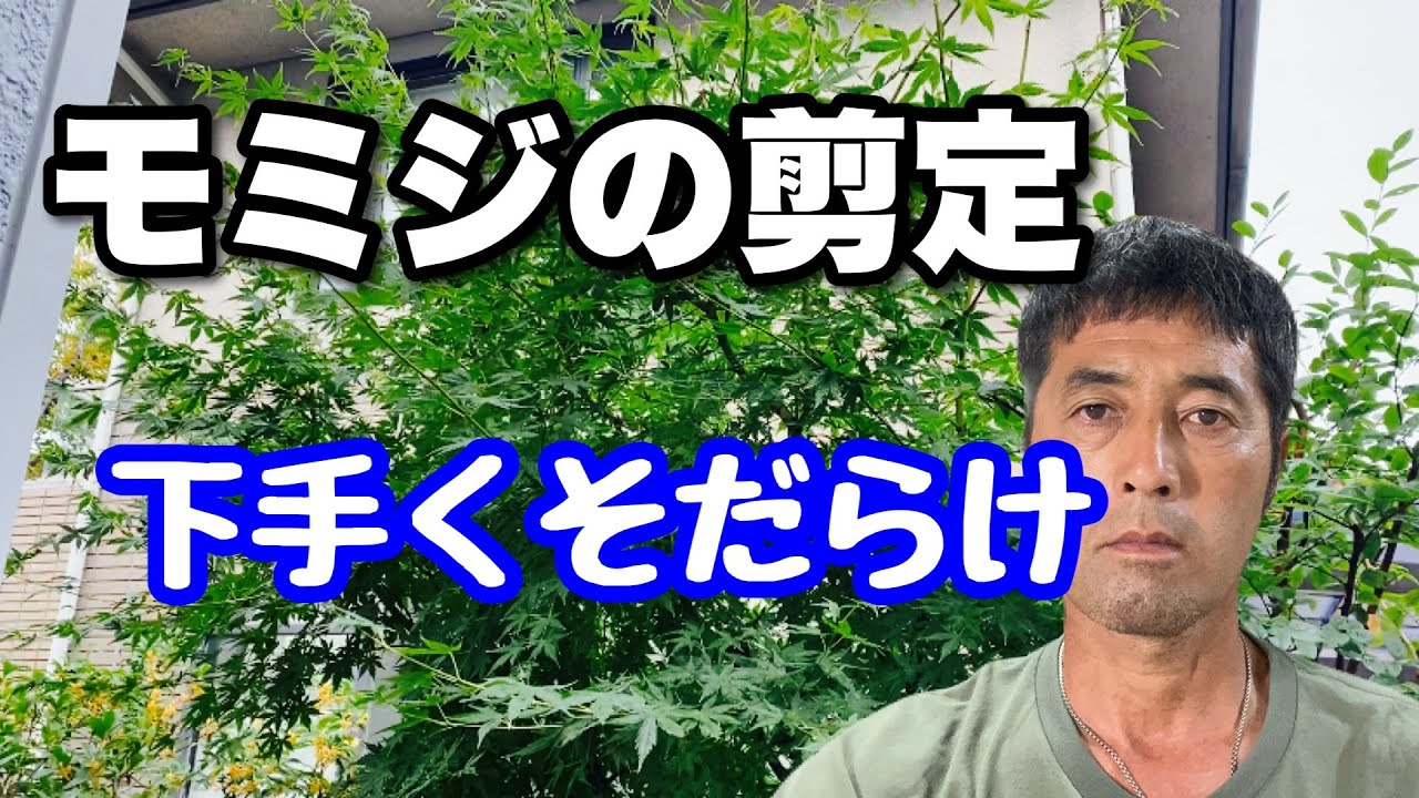 【モミジの剪定】来年枝が暴れないような切り方