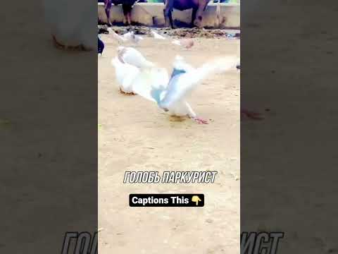ГОЛУБЬ ДЕЛАЕТ САЛЬТО НАЗАД 😲 #Shorts