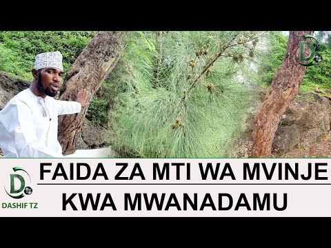 Video: Je, Mti Wa Mihadasi Ni Nini