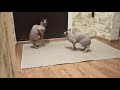 Вязка от А до Я. Донской сфинкс Стич вяжет Баффи. Sphynx mating. cat love.