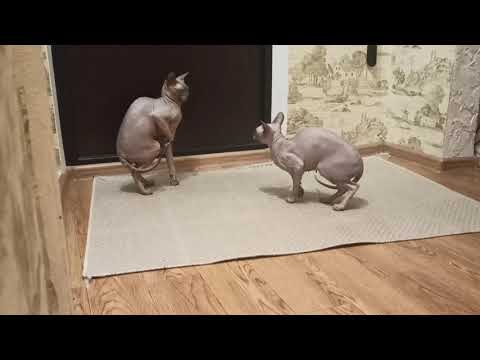Видео: Как согреть кошек сфинксов и других голых кошек