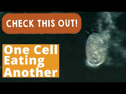 One Cell Eating Another | Check This Out!