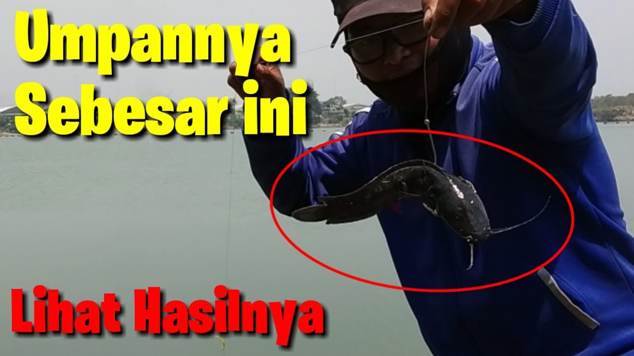 Mancing ikan toman umpan lele