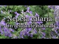 Nepeta cataria un relajante natural con josep pmies