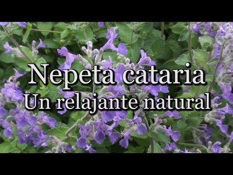 Video: Catmint Plant - Consejos para el cuidado de Catmint