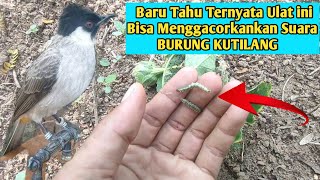 Manfaat Pemberian Ulat‼️ Untuk Suara Kutilang agar lebih Gacor