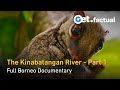 The kinabatangan  a corridor of life  the amazon of the east  borneo documentary part 1