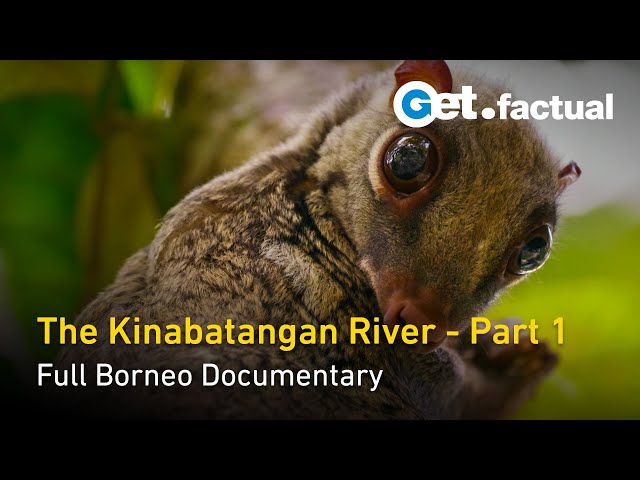 The Kinabatangan | A Corridor of Life | The Amazon of the East - Borneo Documentary, Part 1 class=