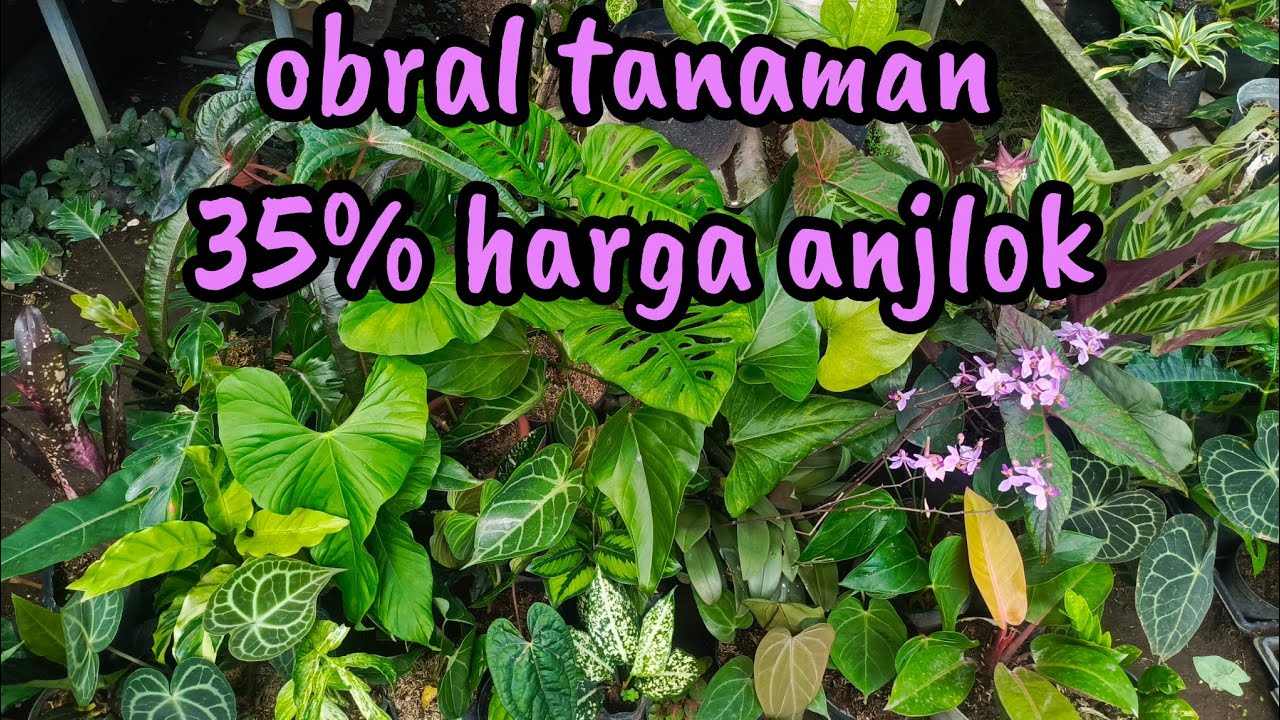 edisi diskon tanaman hias hingga 35% 👍