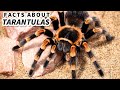 Tarantula Facts: the HAIRY SPIDER 🕷️ Animal Fact Files