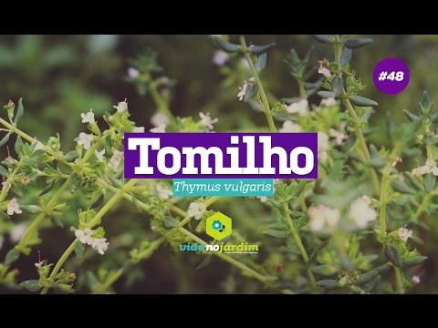 Como plantar e cultivar tomilho