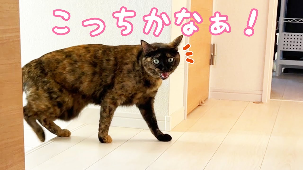久々にサビ猫モモちゃんとかくれんぼしました！！ - YouTube