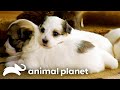 The cutest puppy moments  too cute  animal planet