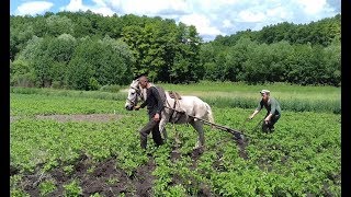 Окучиваем картофель лошадью, с помощью сохи.