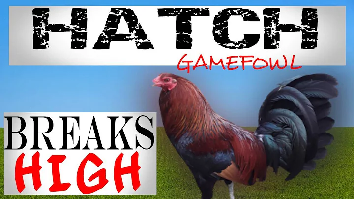 HATCH GAMEFOWL-Penny Hatch/Bates Hatch/Gilmore Hat...