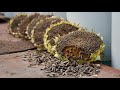 Trồng Hướng Dương Khổng Lồ thu hoạch hạt ngay ở nhà|Growing Giant Sunflower to harvest seeds at home