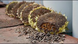 Trồng Hướng Dương Khổng Lồ thu hoạch hạt ngay ở nhà|Growing Giant Sunflower to harvest seeds at home