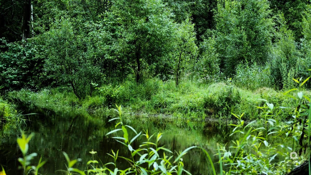 Таинственный лес