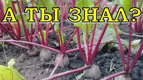 Почему свекла волокнистая и не вкусная?