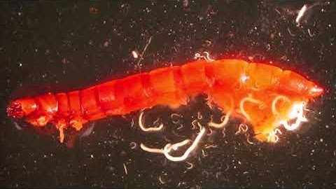 What are Beneficial Nematodes?