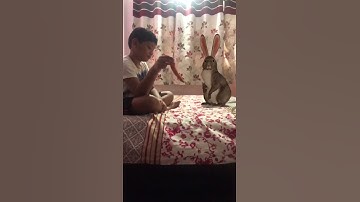 3d animal google/rabbit/hop hop little bunny