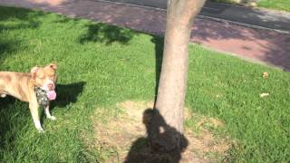 Apbt Red Nose Jumping Jumping Yeahhh