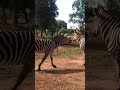 New zebra couple #zebra #srilanka #wildmachan