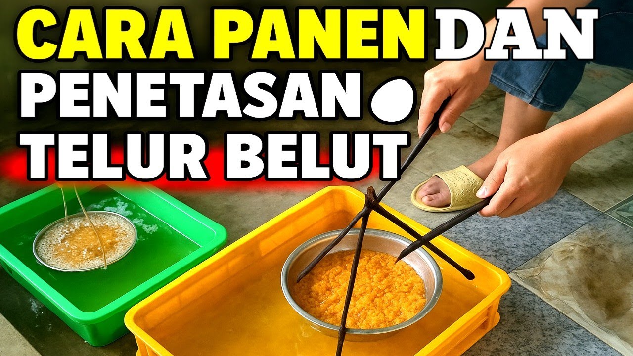 Cara Penetasan Telur Belut Sederhana | Tanpa Mesin Mahal