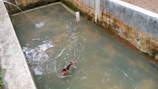 Joni Blind Monkey Really Likes Swimming