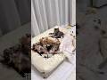 猫に鈴ってつける?つけない?🐾#shorts
