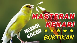 PANCINGAN Kenari GACOR PANJANG Cuit Cuit EMOSI‼️ MASTERAN Kenari PAUD belajar BUNYI