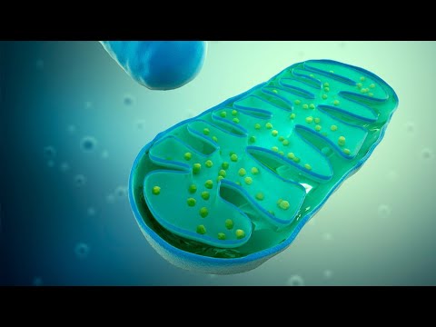 Video: ¿Están las mitocondrias en células vegetales o animales?