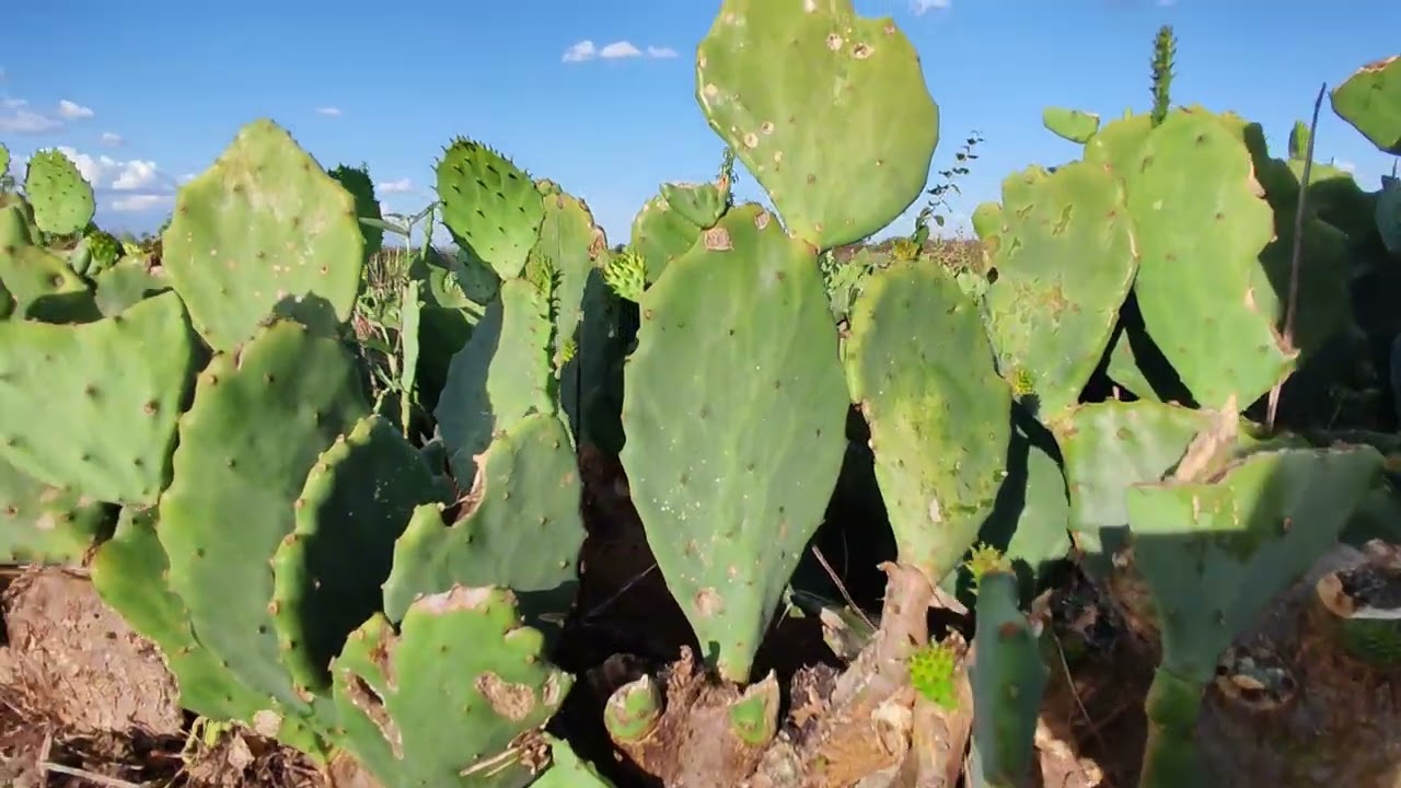 A FORÇA DO MEU NORDESTE🌵