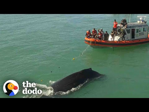 Video: Kućni ljubimac: Grbavi kit oslobođen ribarske linije, K9 