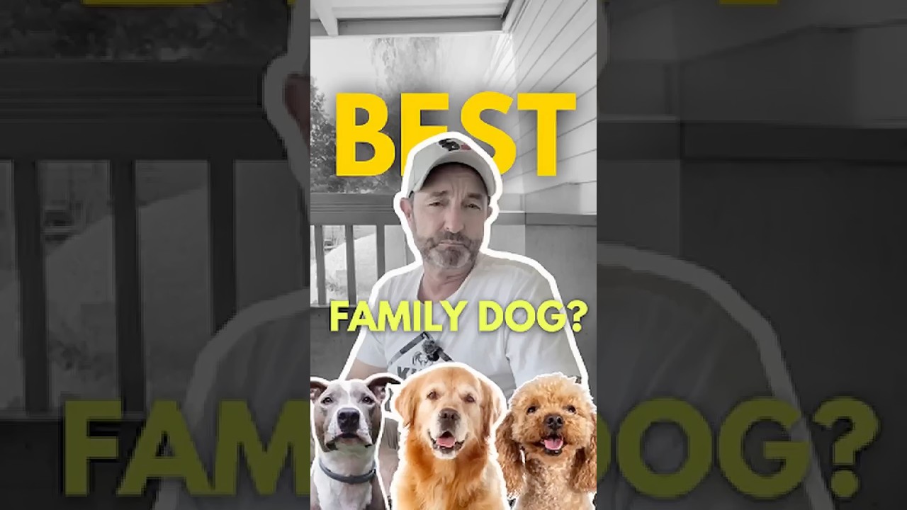 Why Golden Retrievers Make the Best Family Dogs (Must-Know Traits)