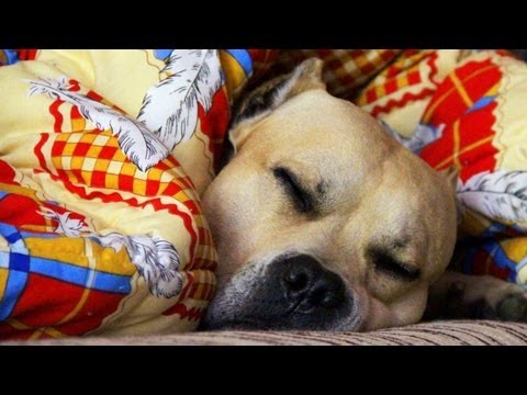 Video: Cómo Convertir Cualquier Cosa En Un Curso De Parkour Dog Agility
