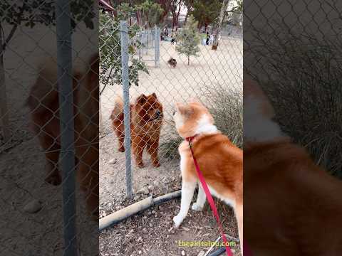 古の邂逅：秋田犬とチャウチャウ｜When Two Ancient Guardians Meet – Akita Inu & Chow