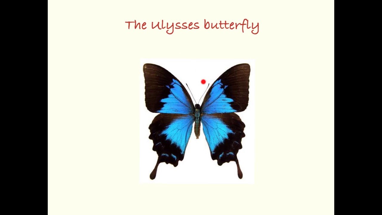 An information report on a ulysses butterfly   YouTube