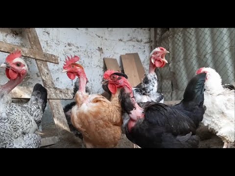 Video: Möhtəşəm Yumurta Seyrləri: Ev Heyvanları Kimi Toyuqlar