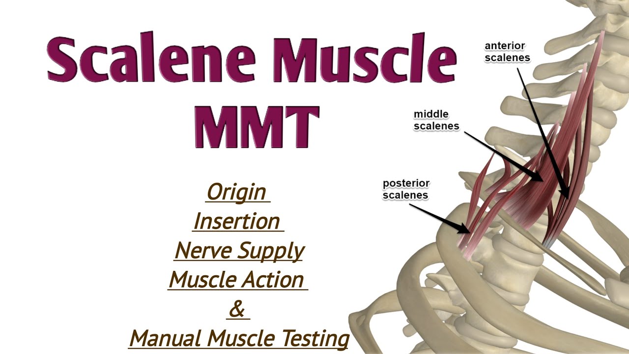 Scalene Muscle MMT Scalene Origin Insertion And Action YouTube scalene-muscle-mmt-scalene-origin-insertion-and-action-youtube